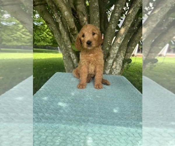 Medium Photo #3  Breeder Profile in MURFREESBORO, TN, USA