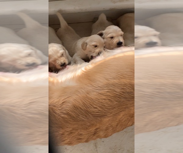 Medium Photo #29  Breeder Profile in LAKE GEORGE, NY, USA