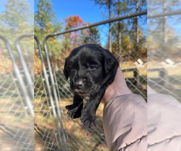 Medium Photo #1  Breeder Profile in BEMIDJI, MN, USA