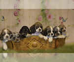 Small #1 Breeder Profile image