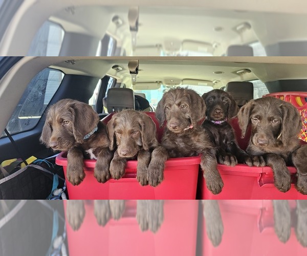 Medium Photo #1  Breeder Profile in SAN ANTONIO, TX, USA