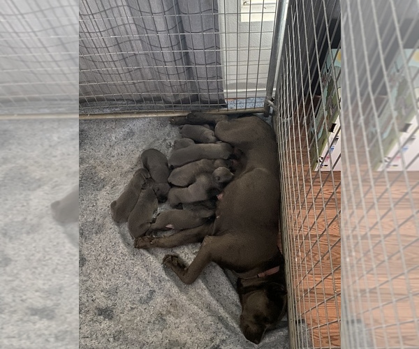 Medium Photo #1  Breeder Profile in PERRIS, CA, USA