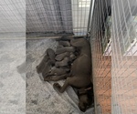 Small breeder photo