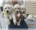 Small breeder photo