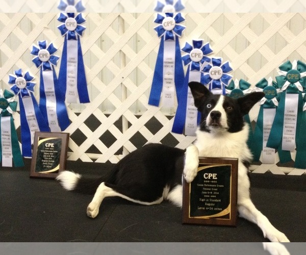 Medium Photo #11  Breeder Profile in FRANKFORT, IL, USA