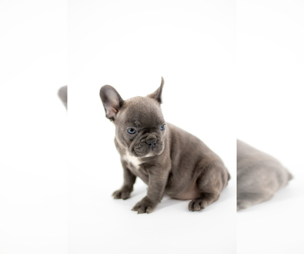 Medium Photo #2  Breeder Profile in ORLANDO, FL, USA