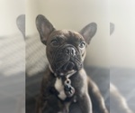 Small breeder photo
