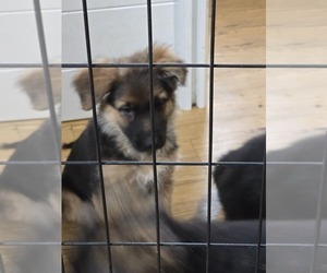 German Shepherd Dog Dog Breeder near LA FAYETTE, NY, USA