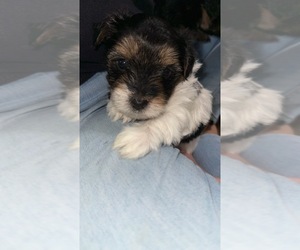 Yorkshire Terrier Dog Breeder near BOLIVAR, TN, USA