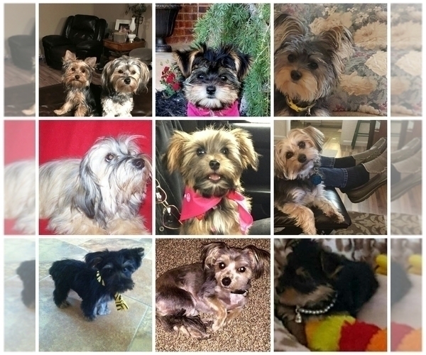 Medium Photo #1  Breeder Profile in CHICKASHA, OK, USA