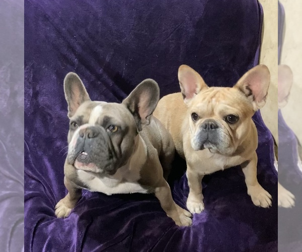 Medium Photo #1  Breeder Profile in CHINO VALLEY, AZ, USA
