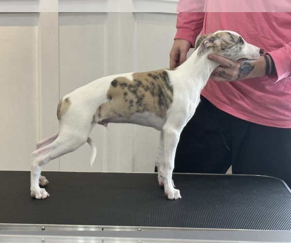 Medium Photo #2  Breeder Profile in TALKING ROCK, GA, USA