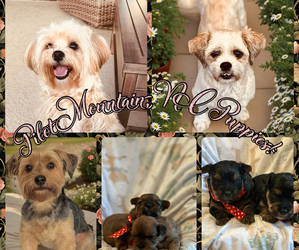 Medium Breeder Profile Photo