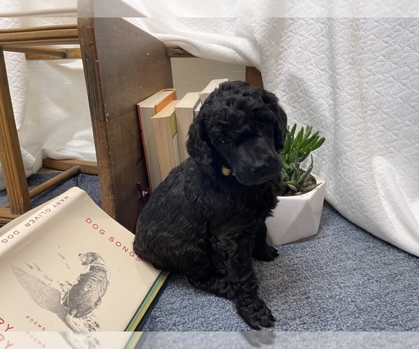 Medium Photo #1  Breeder Profile in SACRAMENTO, CA, USA