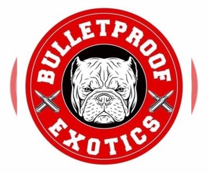 American Bully Dog Breeder in CLUTE,  USA