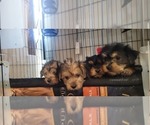 Small #189 Breeder Profile image