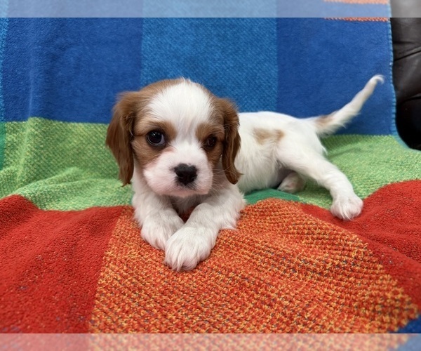 Medium Photo #3  Breeder Profile in BELLFLOWER, CA, USA