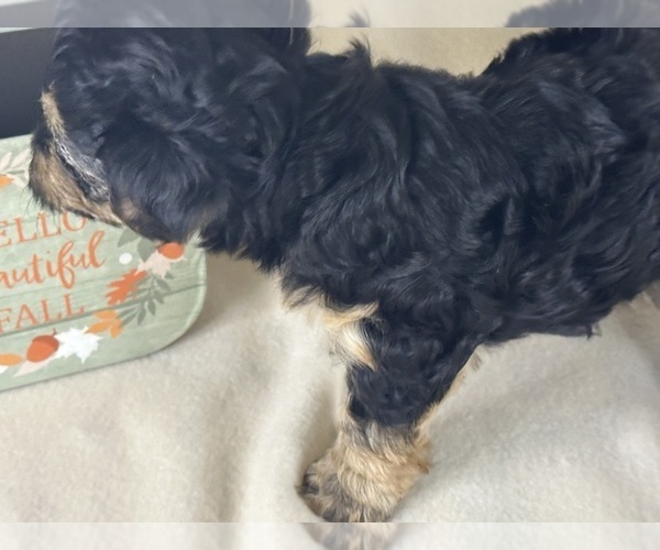 Medium Photo #30  Breeder Profile in ROCK HILL, SC, USA