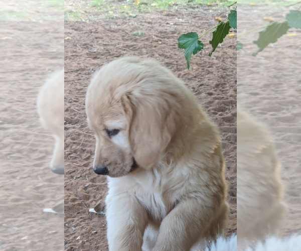 Medium Photo #16  Breeder Profile in LAS CRUCES, NM, USA