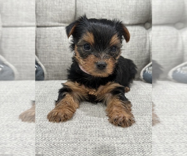 Medium Photo #4  Breeder Profile in CHICAGO, IL, USA