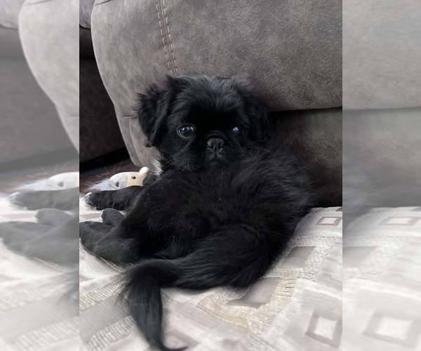Medium Photo #32  Breeder Profile in PRINEVILLE, OR, USA