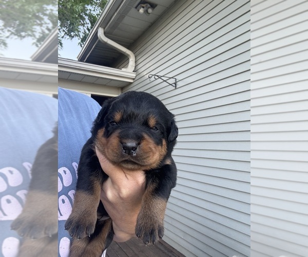 Medium Photo #2  Breeder Profile in UNION, IA, USA