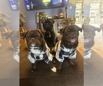 Small #12 Breeder Profile image
