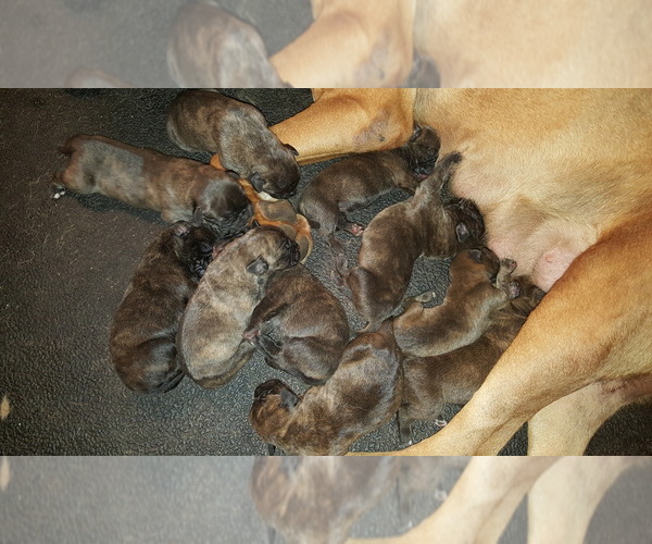 Medium Photo #1  Breeder Profile in ROCKFORD, OH, USA