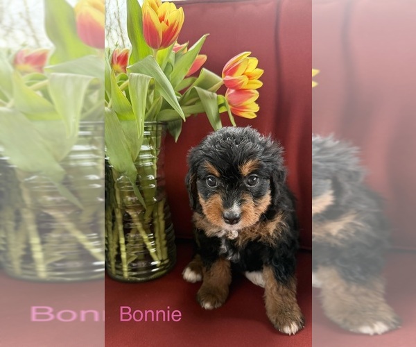 Medium Photo #2  Breeder Profile in KINGSPORT, TN, USA