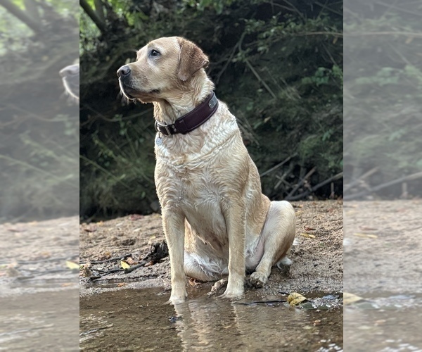 Medium Photo #4  Breeder Profile in HIGH POINT, NC, USA