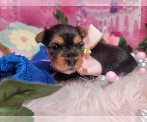 Medium Photo #4  Breeder Profile in HARKER HEIGHTS, TX, USA