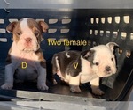 Small Photo #12  Breeder Profile in VICTORVILLE, CA, USA