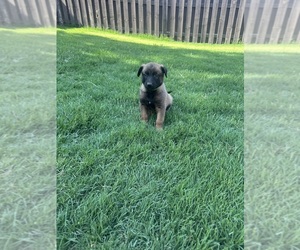 Belgian Malinois Dog Breeder near ATHENS, AL, USA