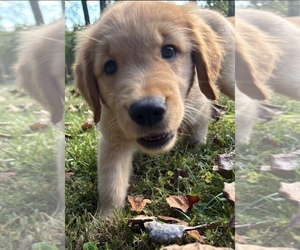 Golden Retriever Dog Breeder near LUTHERVILLE TIMONIUM, MD, USA