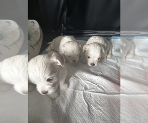 Maltipoo (Miniature) Dog Breeder near SAN JOSE, CA, USA