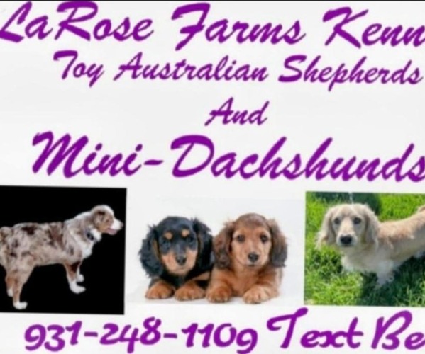 Medium Photo #1  Breeder Profile in MADISONVILLE, TN, USA