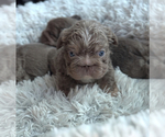 Small Photo #7  Breeder Profile in PALM CITY, FL, USA