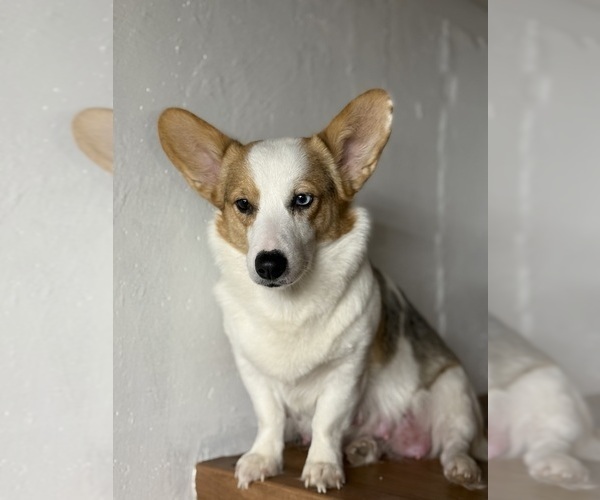 Medium Photo #15  Breeder Profile in GRAND RAPIDS, MI, USA