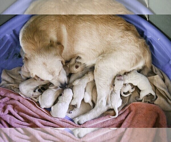 Medium Photo #10  Breeder Profile in OTTUMWA, IA, USA