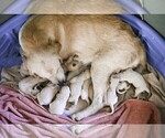 Small #9 Breeder Profile image