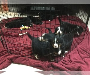 Main photo of Bernese Mountain Dog Dog Breeder near EAGLE ROCK, ID, USA