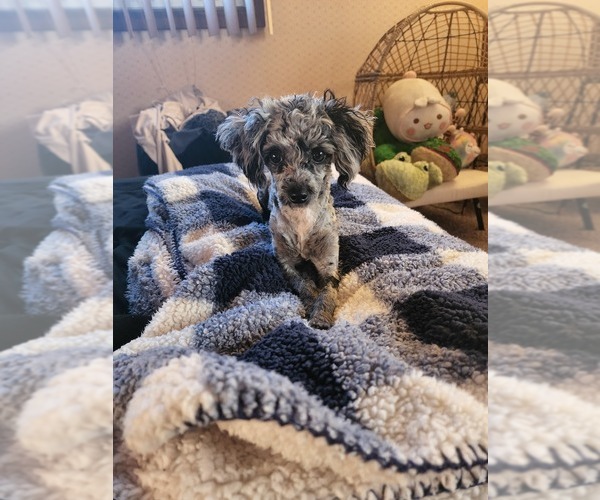 Medium Photo #74  Breeder Profile in NEENAH, WI, USA