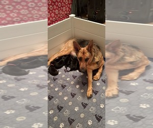 German Shepherd Dog Dog Breeder near SHORTSVILLE, NY, USA