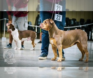 Main photo of Olde English Bulldogge Dog Breeder near MURRAY, KY, USA