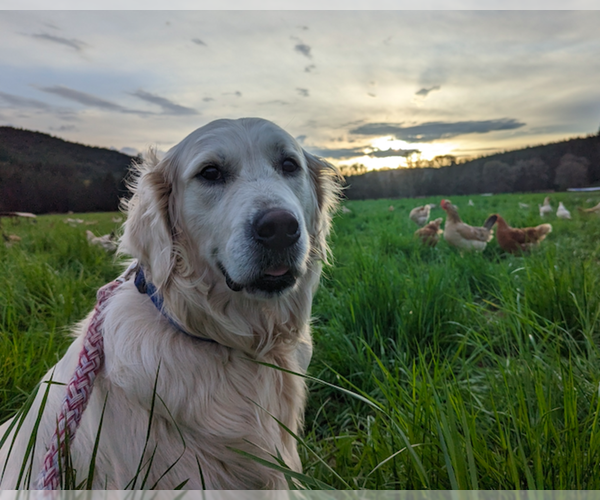 Medium Photo #4  Breeder Profile in JUNCTION CITY, OR, USA