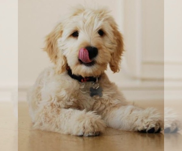 Medium Photo #1  Breeder Profile in SANTA ROSA, CA, USA