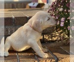 Small breeder photo