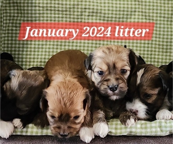 Medium Photo #6  Breeder Profile in ALBION, PA, USA