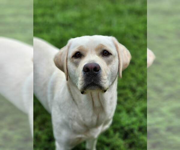 Medium Photo #1  Breeder Profile in ROMEOVILLE, IL, USA
