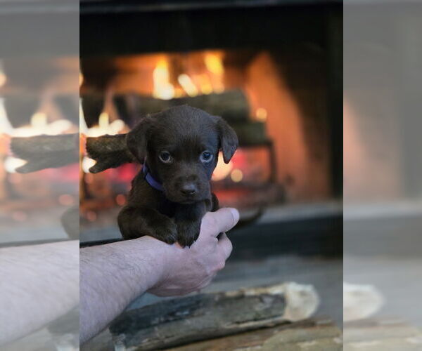 Medium Photo #21  Breeder Profile in FLORA, IL, USA